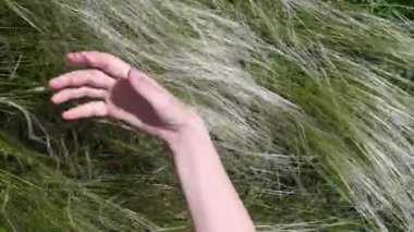 Kadın eli nazikçe otların kulaklarına dokunur.