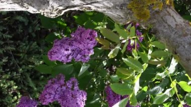 Leylak sürüsünün doğal arka planı ve rüzgarda sallanan ceviz yaprakları.