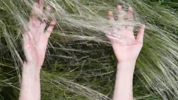 Mãos femininas toque suave lâminas secas de grama prado — Vídeo de Stock