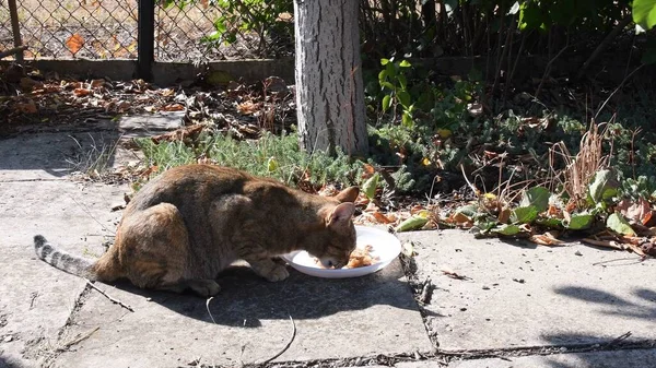 Tabletowy kot zjada jedzenie z białego plastikowego talerza na ziemi — Zdjęcie stockowe