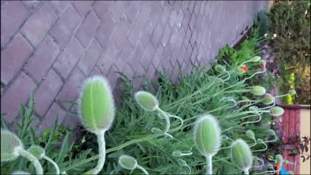 Verticale video van papaverknoppen in de tuin — Stockvideo