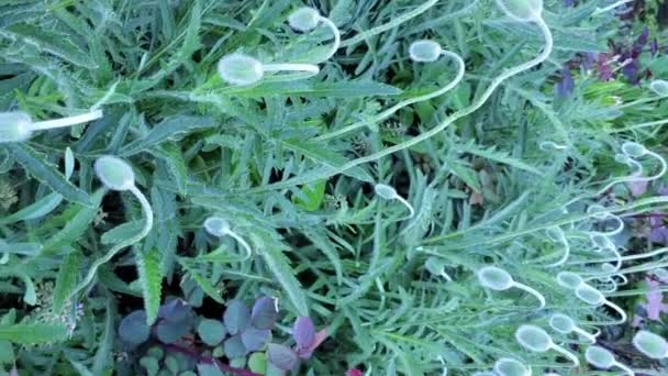 Vertical video of poppy buds and rose bushes in garden — Stock Video