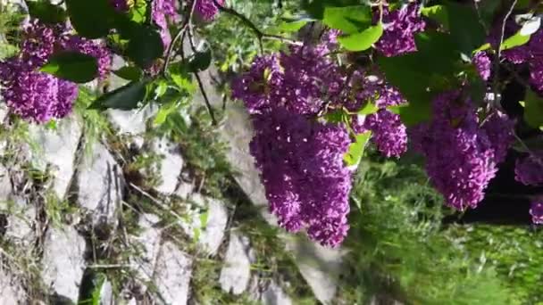 Fondo natural de racimos de lila balanceándose por el viento sobre el pavimento empedrado cubierto — Vídeo de stock