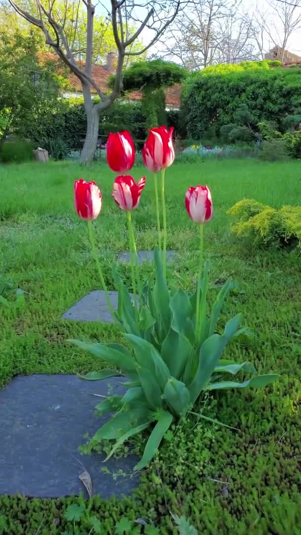 Weiße rote Tulpenblüten wachsen auf Hinterhofrasen — Stockvideo
