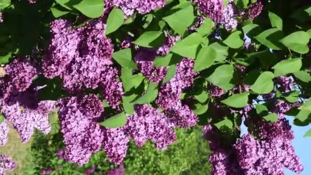 Las manos del jardinero tocan e inspeccionan racimos de lila balanceándose por el viento — Vídeos de Stock