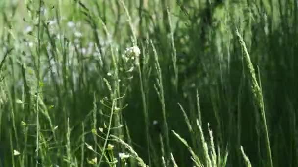 Sedimentos desenfocados espiguillas y Capsella bursa-pastoris revoloteando en el viento en el prado — Vídeos de Stock