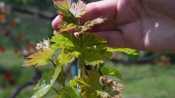 Χέρι κηπουρού που ελέγχει φρέσκα βλαστάρια σταφυλιών και μικροσκοπικά άγουρα τσαμπιά μούρου — Αρχείο Βίντεο