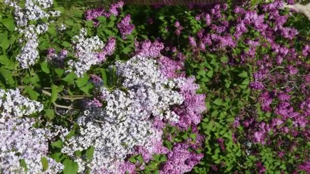 Las manos del jardinero tocan e inspeccionan los racimos de color violeta lila balanceándose por el viento — Vídeos de Stock