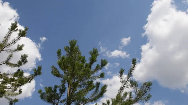 Гілки ялинки на фоні блакитного неба з білими хмарами — стокове фото