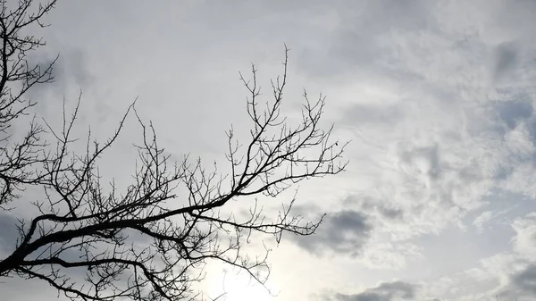 Fond automnal de ciel gris couvert et branches d'arbres nus — Photo