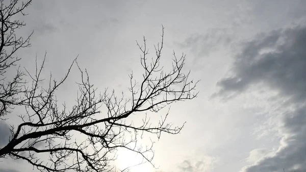 Fond automnal de ciel gris couvert et branches d'arbres nus — Photo