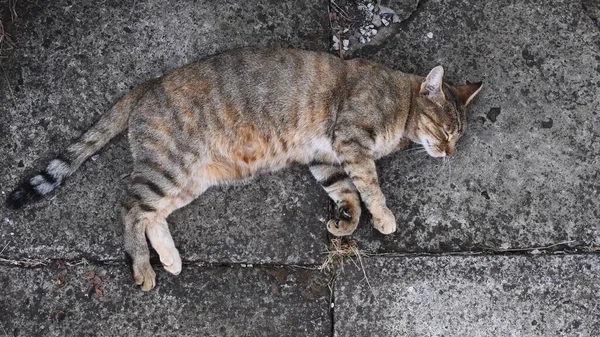 Таббі кіт пурпурний і натирається під час кладки на гранжевому кам'яному тротуарі — стокове фото