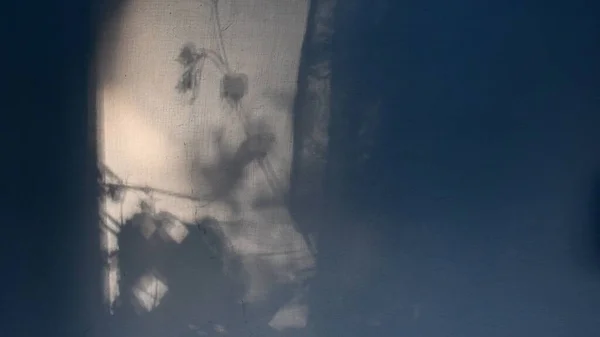 Tajemnica rozpraszania cieni liści winorośli na ścianie w tle z przestrzenią do kopiowania — Zdjęcie stockowe