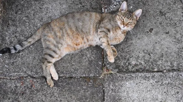 Tabby kočka předení a zdřímnutí při ležení na grunge kámen dlažba — Stock fotografie