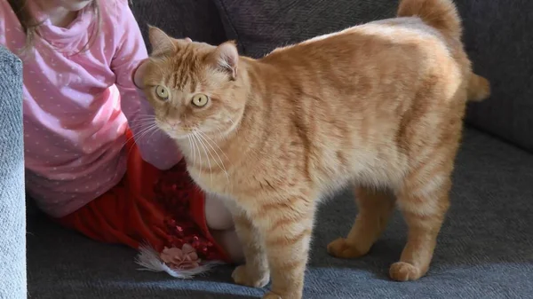 Niña acariciando peludo rojo gato con amarillo ojos — Foto de Stock
