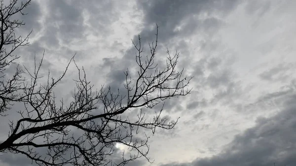 Winter achtergrond van grijze bewolkte lucht en kale boomtakken — Stockfoto