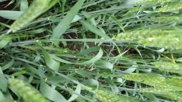 Перемещаясь по незрелым колосьям зеленой пшеницы на сельскохозяйственном поле — стоковое видео