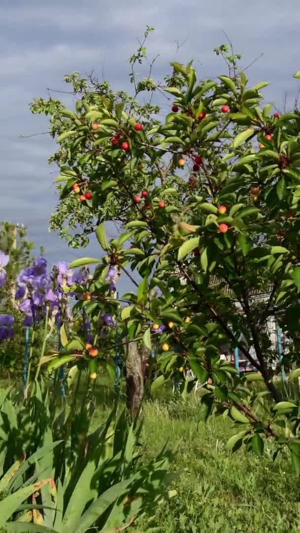 Pan utsikt över våren trädgård med blå iris blommor och bondgård på bakgrunden — Stockvideo