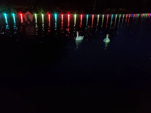 2羽の白鳥が魔法のようなカラフルな照明の夜と池の水で泳ぐ — ストック写真