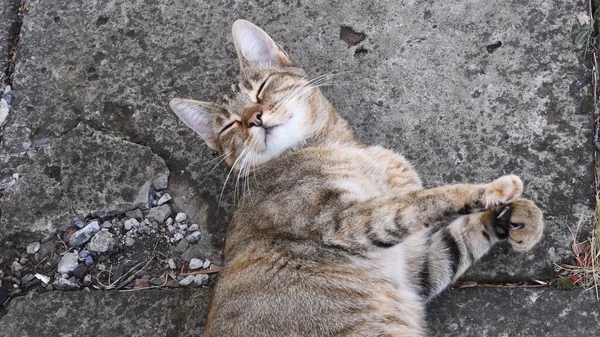 Jovem gato ronronar e cochilar deitado no chão de pedra grunge — Fotografia de Stock