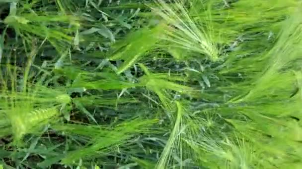 Moviéndose a través de las orejas inmaduras de cebada verde en el campo agrícola cerca del camino de tierra rural — Vídeo de stock