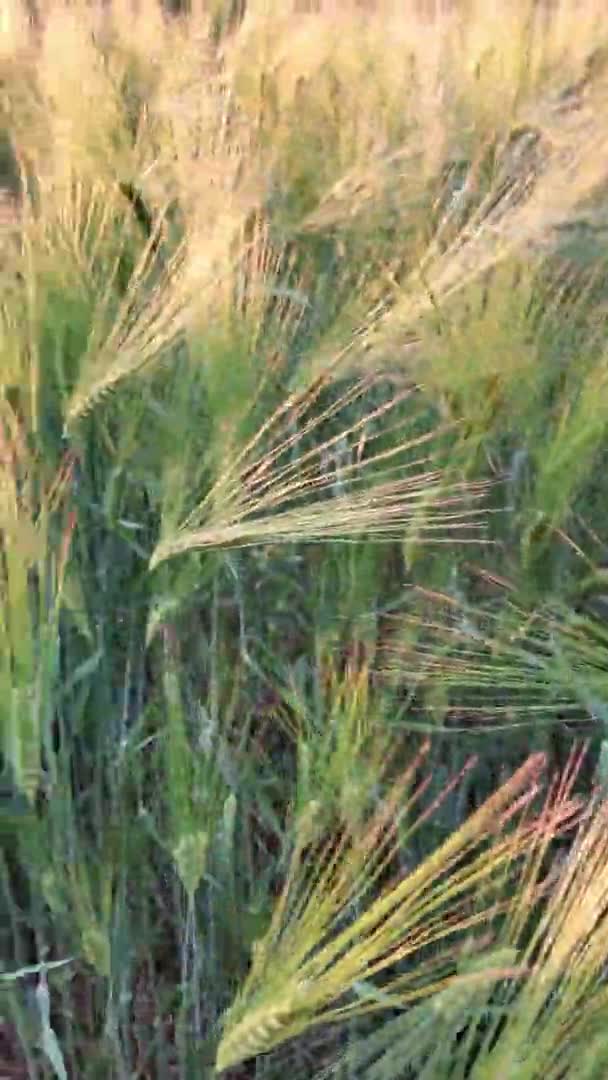 Pan view golden ears of barley on agricultural field — Stock Video