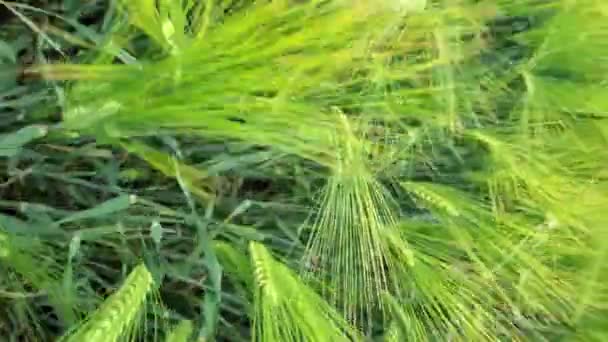 Moviéndose a través de exuberantes orejas de cebada inmadura en tierras agrícolas — Vídeos de Stock