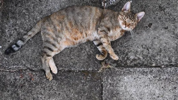 Tabby-Katze schnurrt und schläft beim Liegen auf Grunge-Steinpflaster — Stockfoto