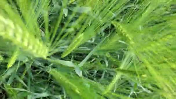 未成熟の大麦の緑豊かな耳を通して農地に移動します — ストック動画