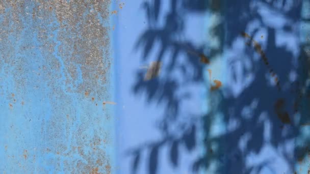 带复制空间的锈迹斑斑蓝漆背景下飘动树的阴影图案 — 图库视频影像