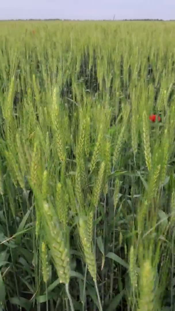 Pan view onrijpe oren van groene tarwe op landbouwgebied — Stockvideo