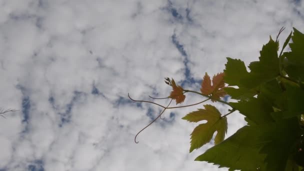 Verse druivenbladeren met gebogen peulvruchten tegen wolken in de wijngaard — Stockvideo