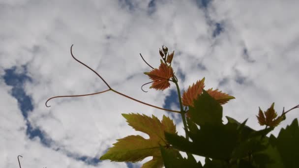 Orange color leaves of grape with curved tendril against white clouds at vineyard — Stock Video