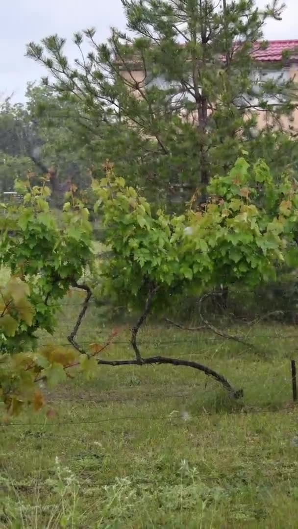 Zware regenbui en hagel vallen in de tuin met druiventeelt en pijnbomen — Stockvideo