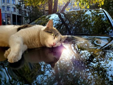 Street cat sleeps atop glossy car bonnet with blurry reflections of fall tree foliage