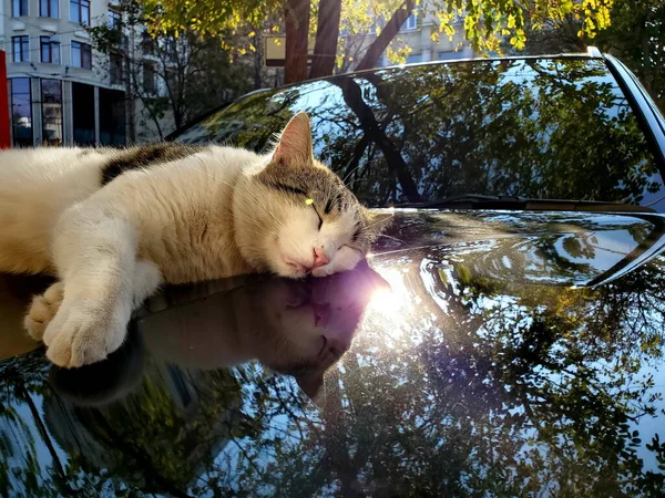 Gato de la calle duerme en la parte superior del capó del coche brillante con reflejos borrosas de follaje del árbol de otoño —  Fotos de Stock