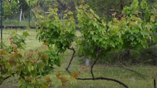 Kraftig regndusch och hagel faller i trädgården med druvodling och tallar — Stockvideo