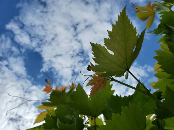 Čerstvé listy hroznů se zakřivenými úponky proti mrakům na modré obloze — Stock fotografie