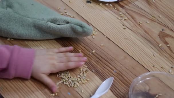 Kid speelt met natuurlijke tarwe granen met behulp van plastic lepel om het te verzamelen — Stockvideo