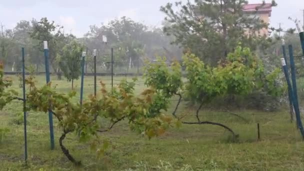 Erős esőzés és jégeső esik a szőlőbokrok és fák kertjében — Stock videók