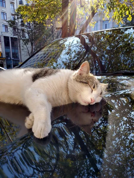 Pouliční kočka spí na lesklém kapotě auta s rozmazanými odlesky podzimního listí — Stock fotografie