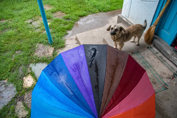 Paraguas de arco iris colorido vista superior en el porche de la casa con perro de pierna corta senior mirando a la cámara — Foto de Stock