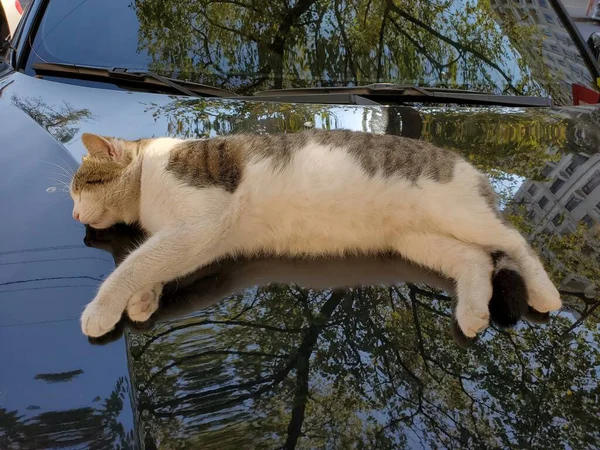 Gato de la calle duerme sobre el capó de coche negro con reflejos borrosas de follaje de árbol —  Fotos de Stock