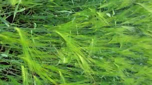 Panview zelené ječmen pole zelené obiloviny textury rostlin — Stock video