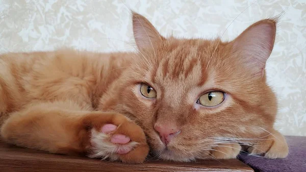 Piros tabby macska -val gyömbér szem és aranyos mancs -val rózsaszín párna és hosszú szőrme — Stock Fotó