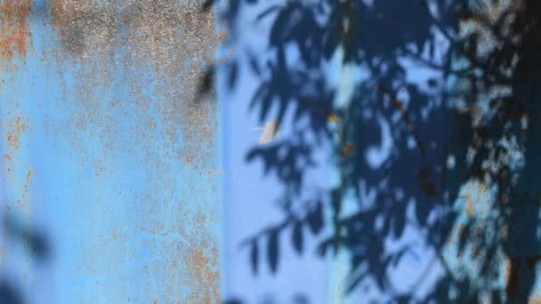 Patrón de sombra de árbol revoloteando sobre fondo oxidado pintado de azul con espacio para copiar — Vídeos de Stock