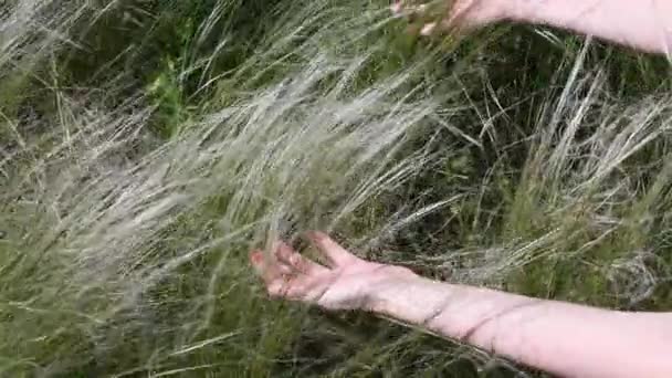 Mãos femininas tocar grama pampas chamado grama Pena Mexicana — Vídeo de Stock