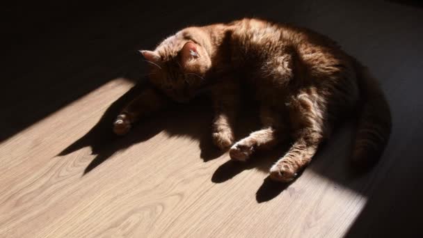Ciemny cień czerwonego kota na podłodze potrząsający ogonem — Wideo stockowe