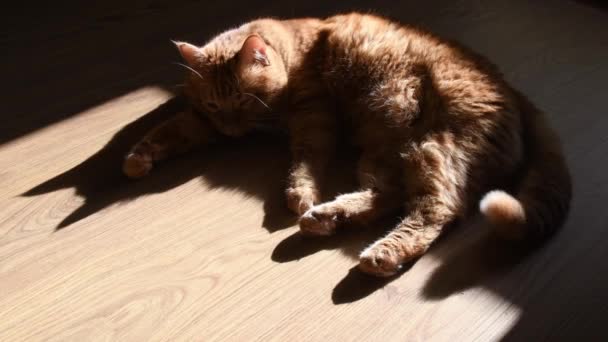 Темна тінь червоної кішки намагається спати на підлозі трясе хвіст — стокове відео