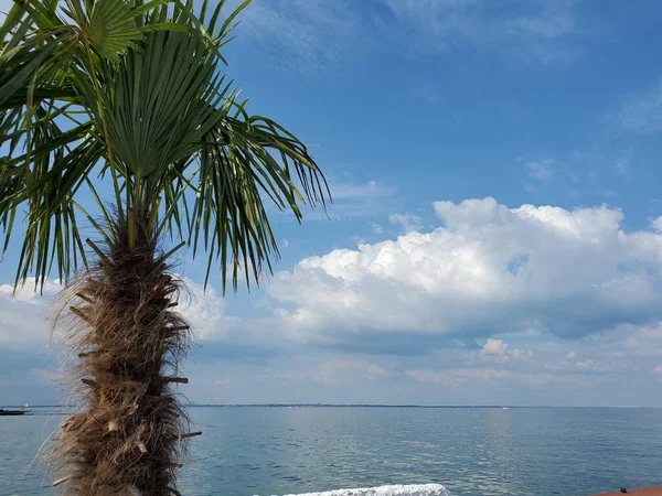 Palmera en un tranquilo paisaje marino con aguas tranquilas y nubes de cúmulos blancos — Foto de Stock